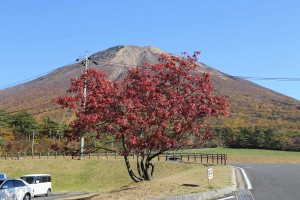 IMG_2225